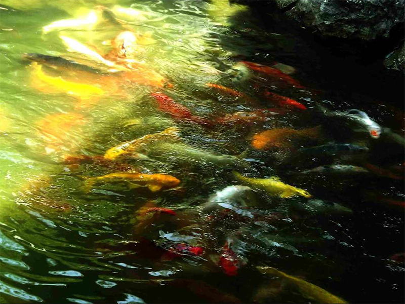 水质硫化氢检测方法