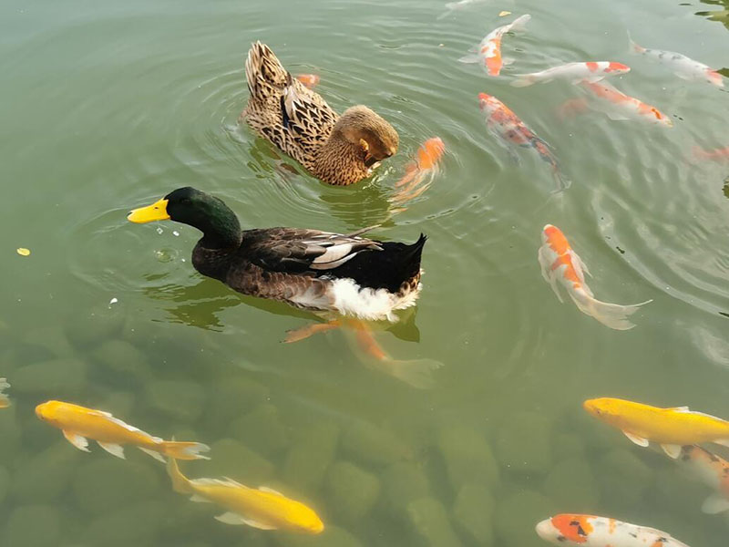 总碱度在水产养殖中的重要性
