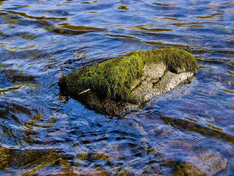 水质生物毒性监测方法介绍