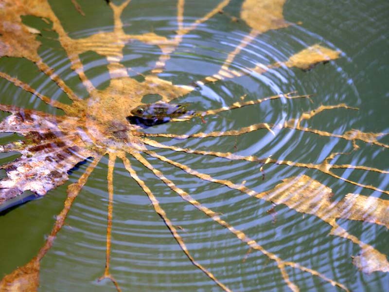 污水厂为什么要增加生物毒性检测