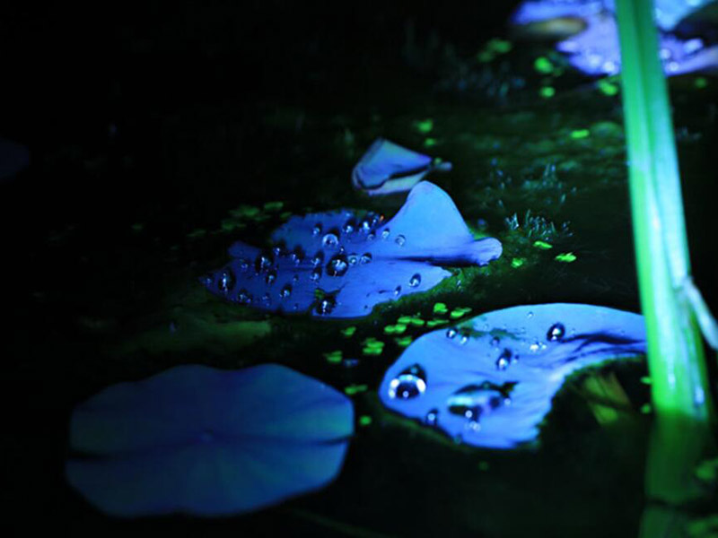 为什么要进行水质生物毒性检测