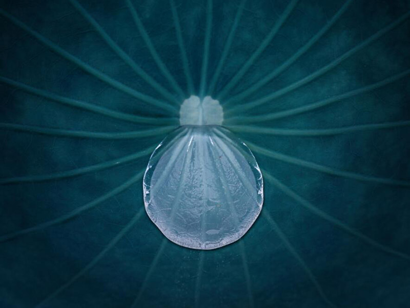 水质生物毒性检测仪标准曲线如何制作