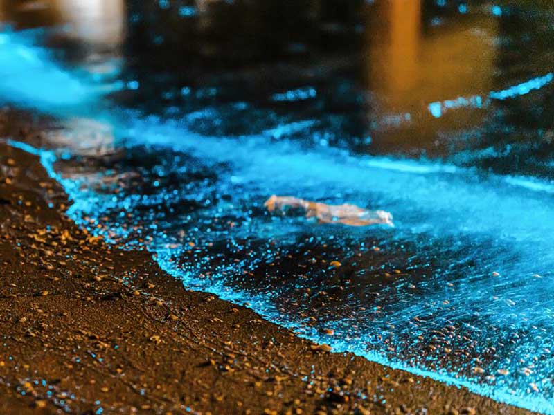 水质生物毒性在线监测仪多少钱