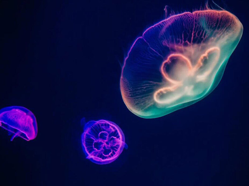 什么是水质生物毒性
