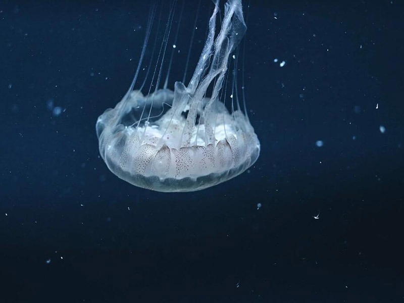 水质综合毒性检测仪的优势