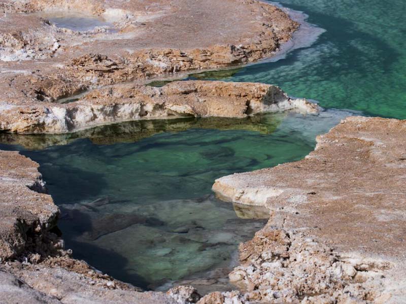 水质生物毒性检测需要哪些菌种
