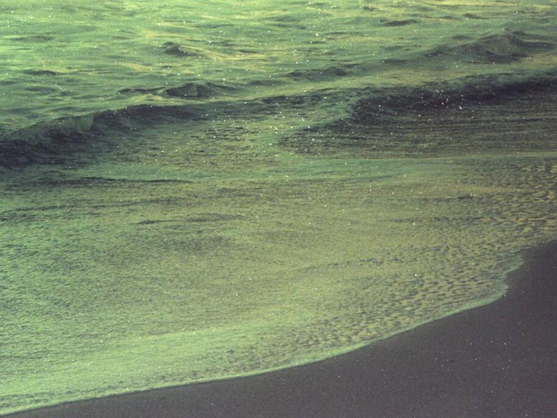 水体生物毒性检测的意义