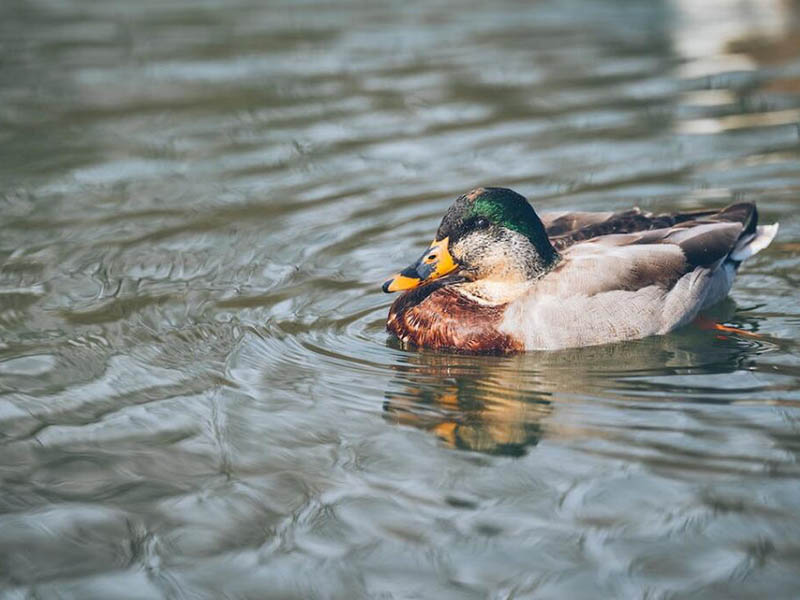 水质综合毒性监测仪价格