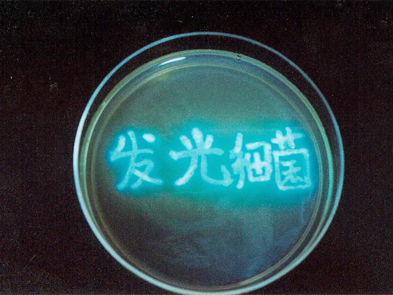 水质综合毒性检测仪性能特点