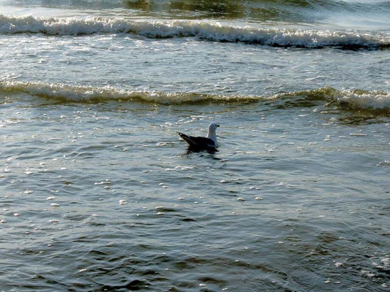 水质生物毒性检测方法有哪些