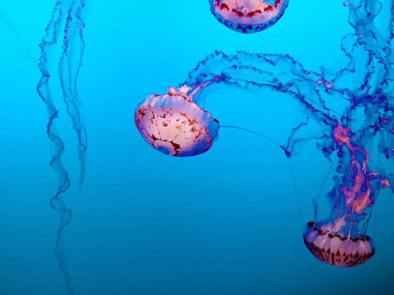 在线生物毒性分析仪怎么用