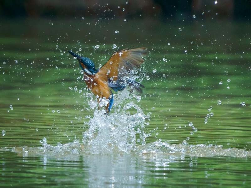 水质生物毒性检测技术介绍