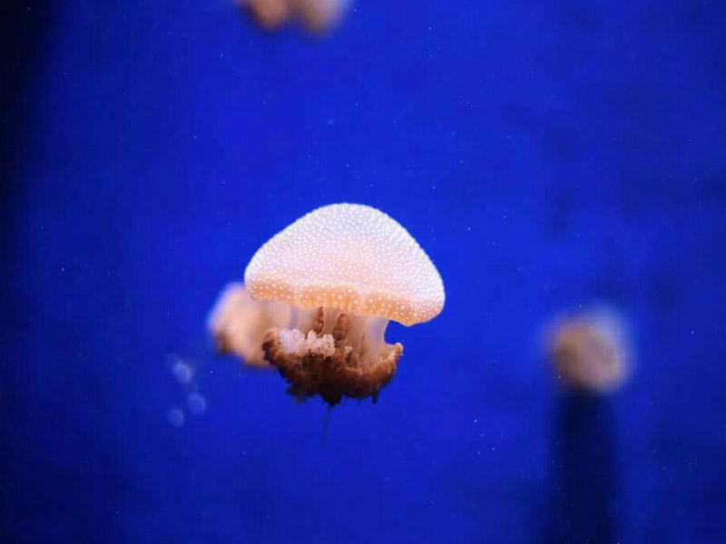 如何进行水质生物毒性检测