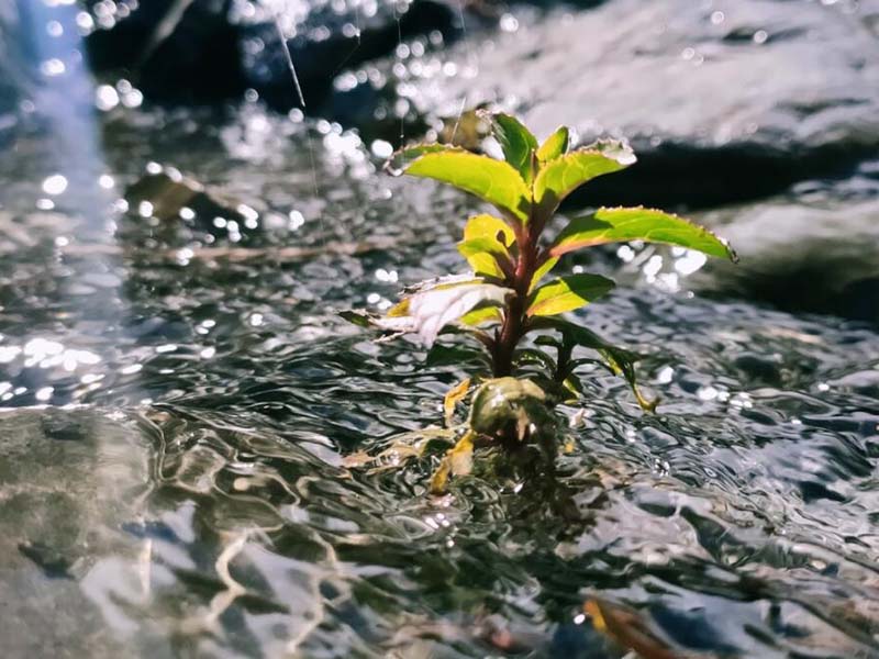 便携式生物毒性检测仪使用方法