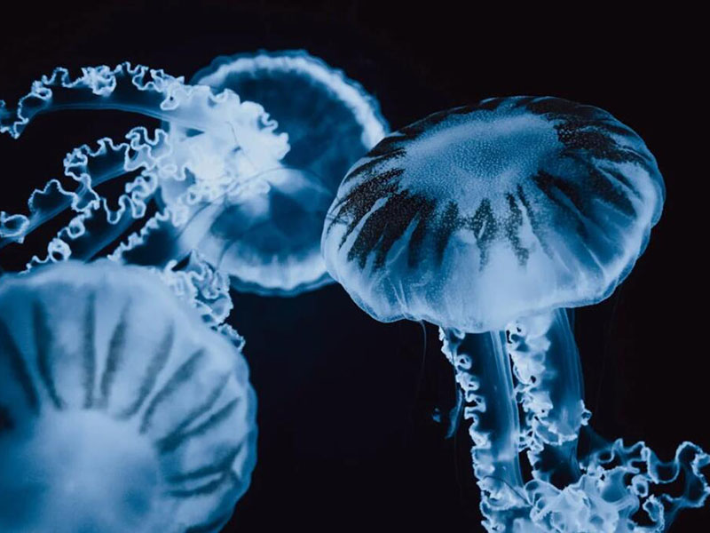 工业废水生物毒性检测的必要性