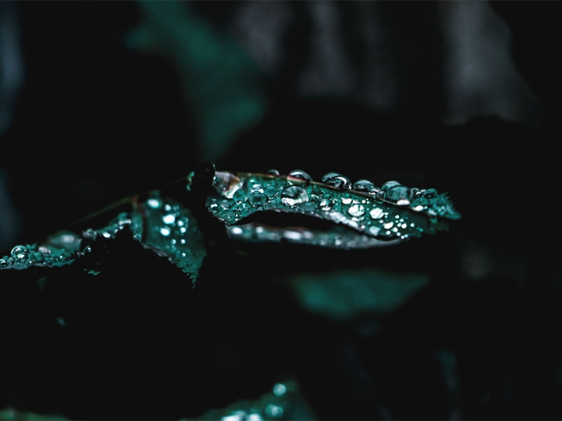 发光细菌监测水质生物毒性的标准（发光细菌的区别）