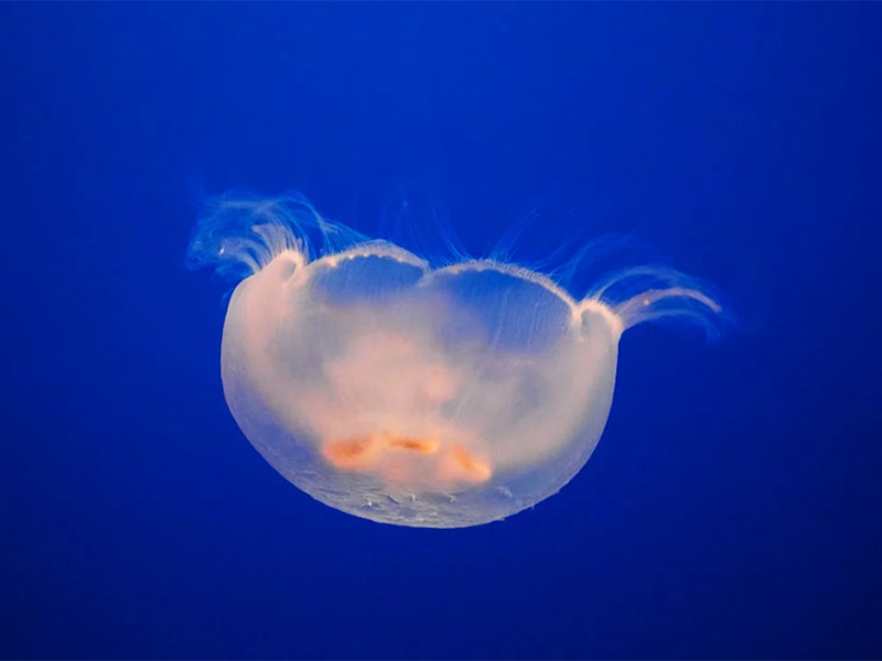 水质生物毒性分析国家标准（水质生物毒性检测技术）