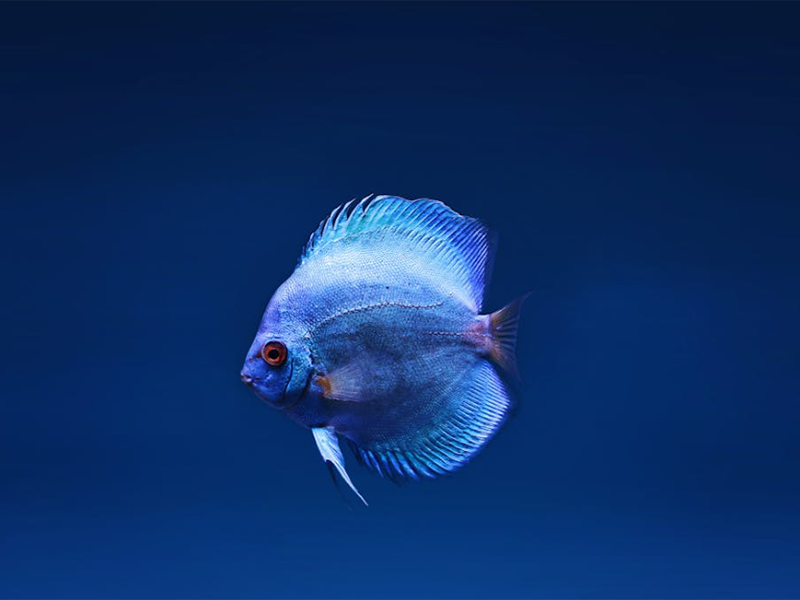 水质毒性检测标准（水质毒性检测的应用领域）