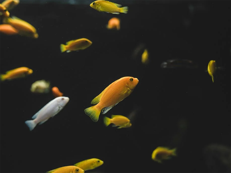 水质生物毒性检测标准（水质生物毒性检测的重要性）