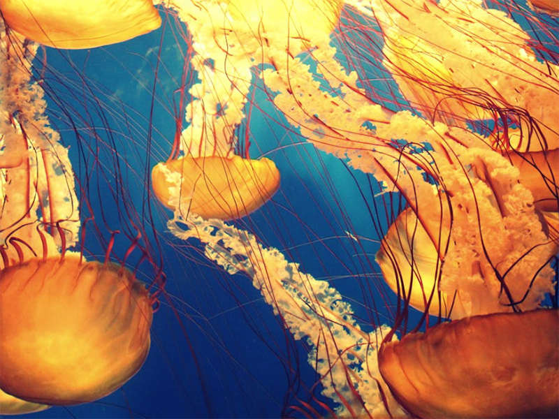 发光细菌的区别（发光细菌监测水质生物毒性的标准）