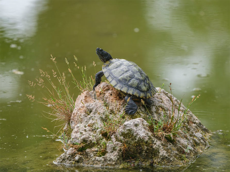【总结】哪些领域需要进行水质生物毒性检测