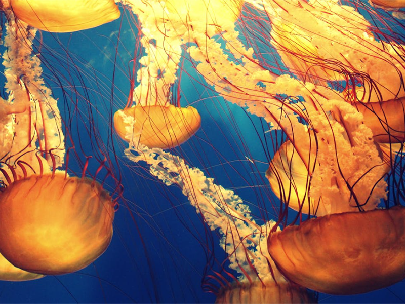 水质生物毒性检测仪基本原理（生物毒性检测仪优势）