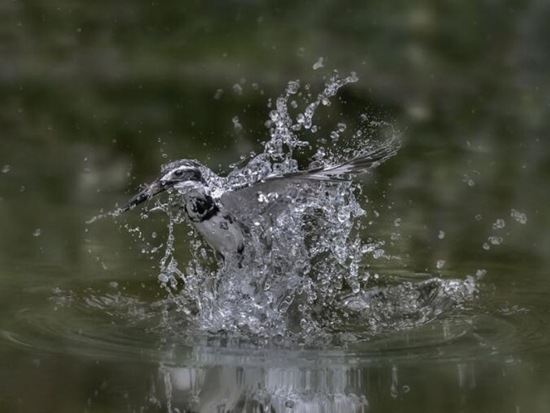 水质生物毒性检测方法哪种好
