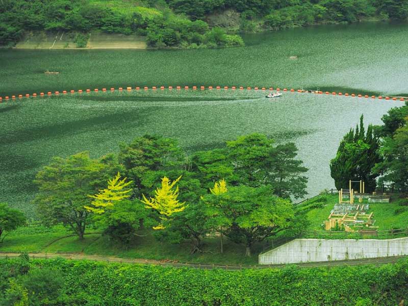 【应用】蓝藻水华生物毒性应急检测重要性