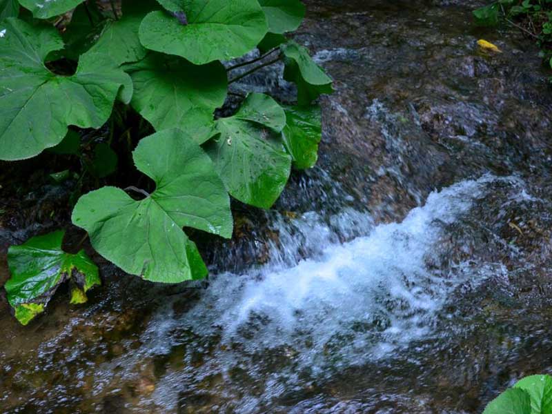 水质生物毒性检测的局限性（水质生物毒性检测发展建议）