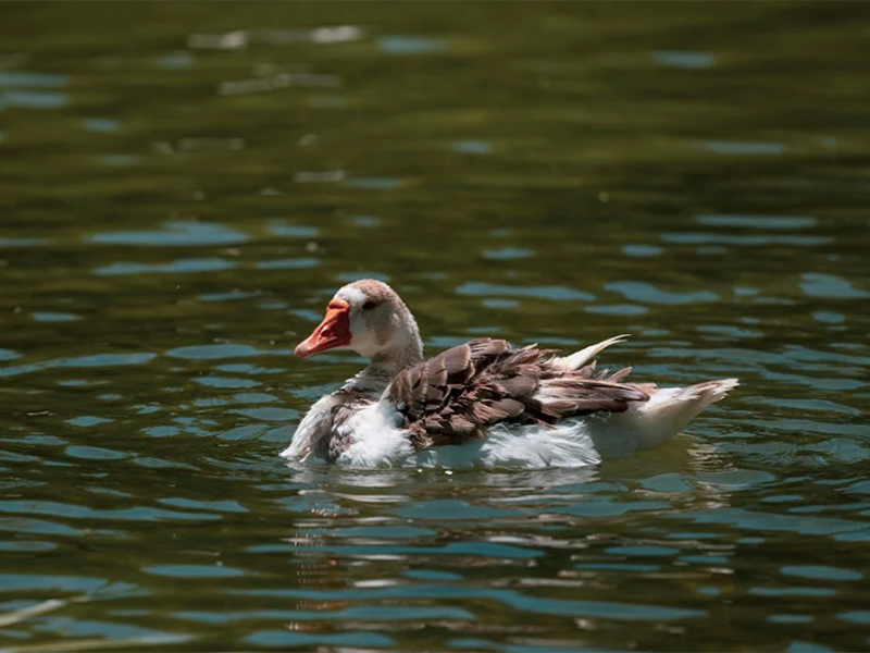 常见急性毒性污染物（水质毒性主要测定方法）