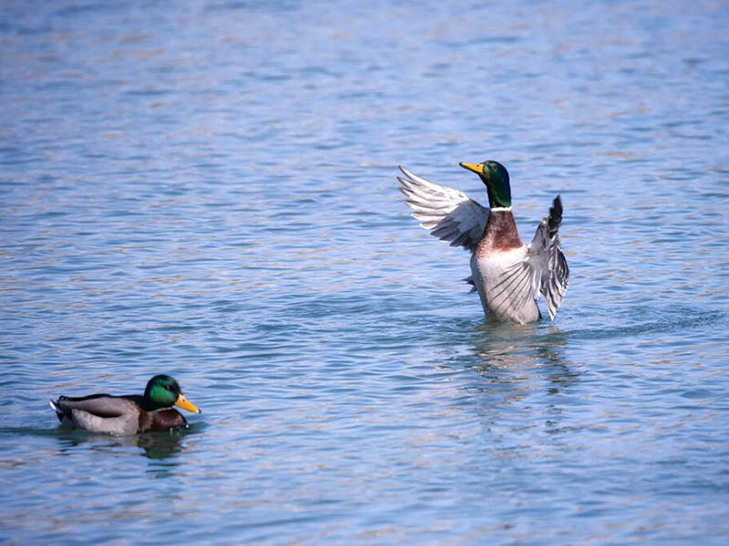 水质生物毒性检测条件要求（水质生物毒性检测水样需要处理吗）