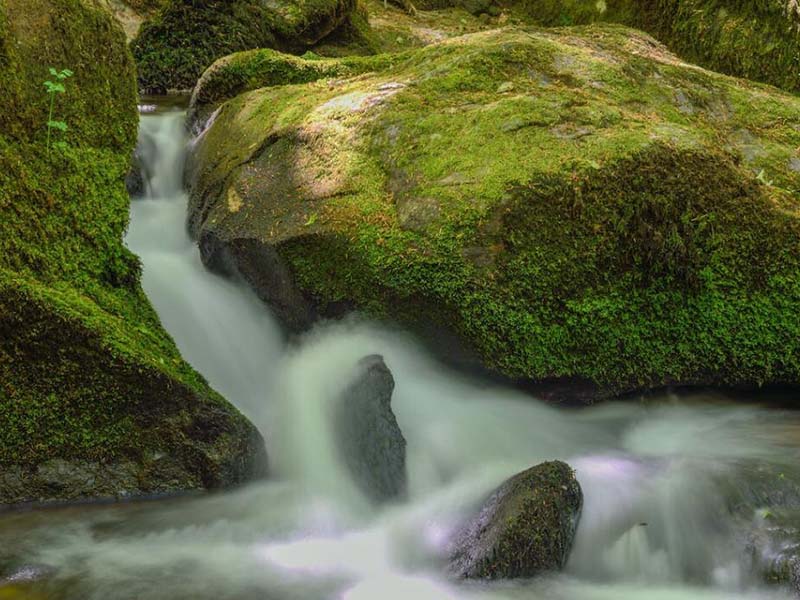 什么是发光细菌（发光细菌生物毒性的检测优势）